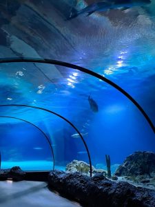 Sink or Swim: An Honest Review of the New Aquarium